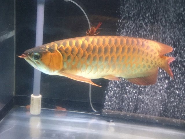 Arowana