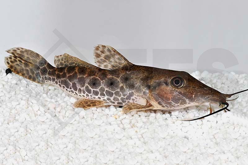 Augenfleckwels (Giraffenwels)