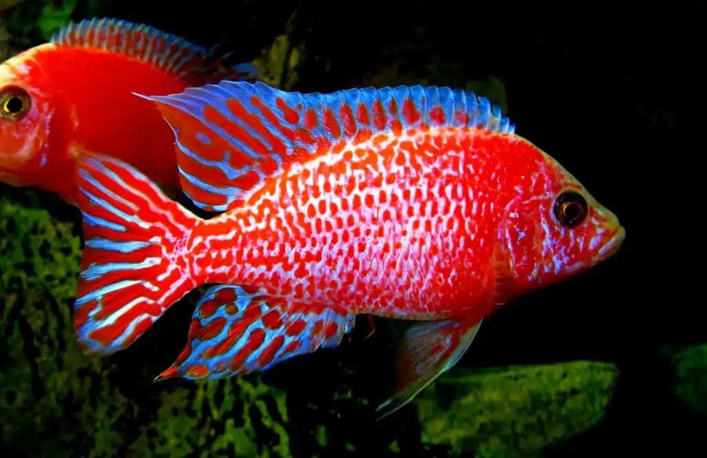 Aulonocara Firefish