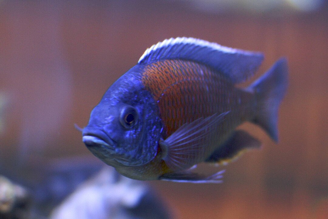 Copadichromis borleyi Kadango Red