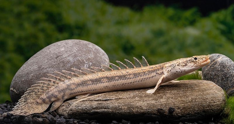 Lapradei-Flösselhecht