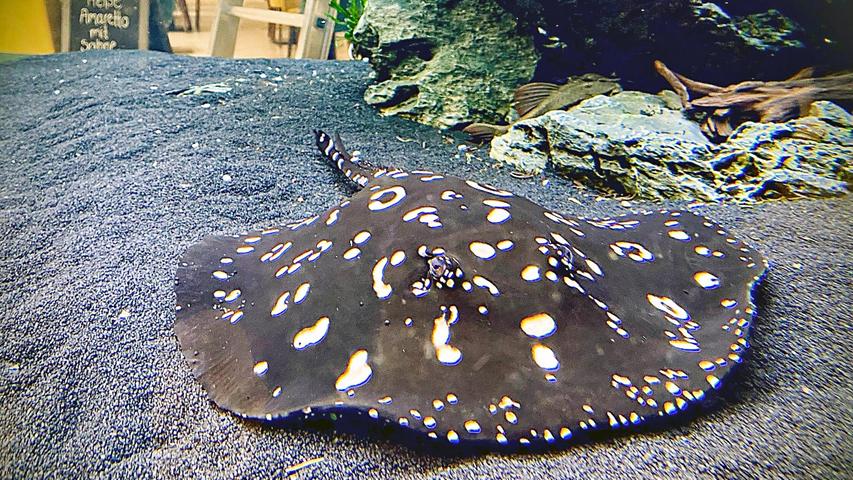 Leopolds Stachelrochen