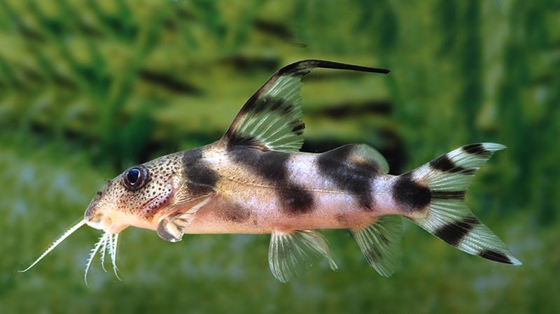 Pracht-Fiederbartwels