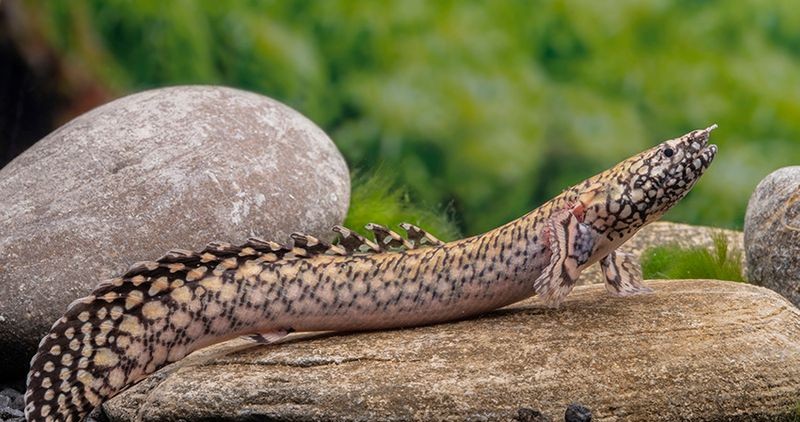 Schmuck-Flösselhecht