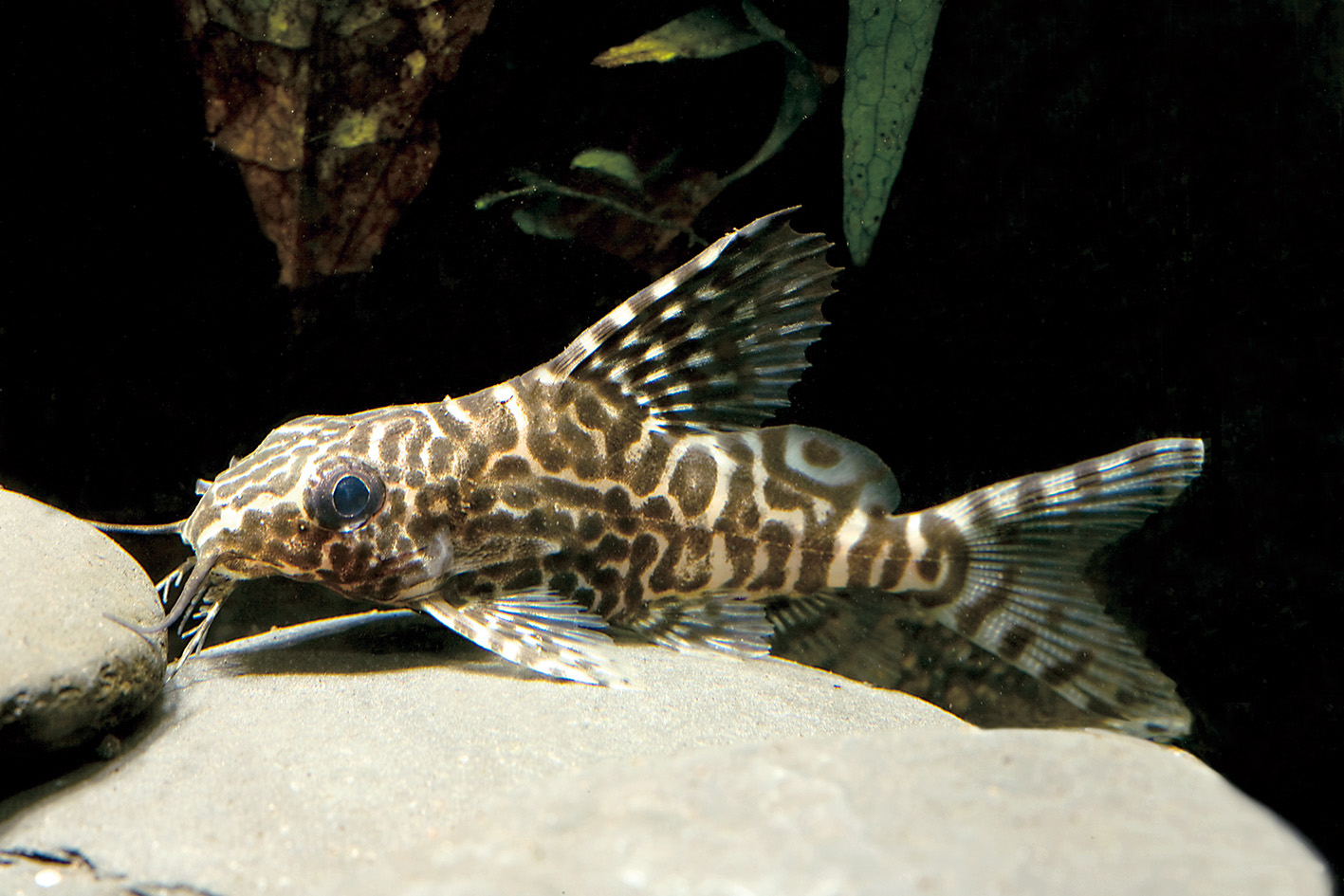 Schmuckflossen-Fiederbartwels